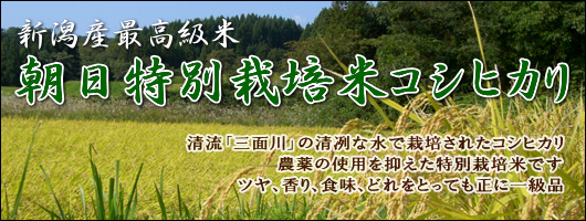 朝日特別栽培米コシヒカリ